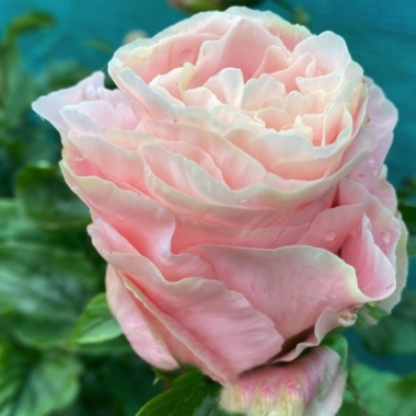 watermark (1)1